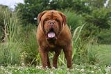 DOGUE DE BORDEAUX 298